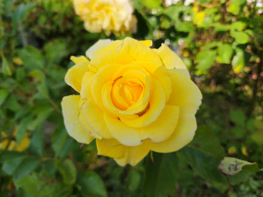 Castle Park Blauwhuis Izegem (Belgium)